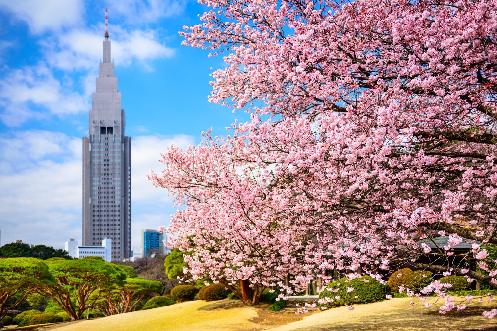 Paket Private Wisata Tour Ke Jepang Salju Dan Sakura 1 Maret - 10 April 2018