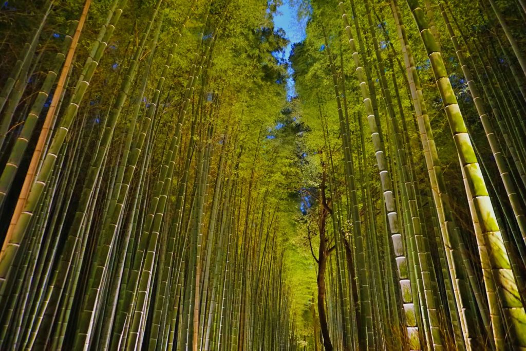 6 Alasan Kyoto Menjadi Destinasi Tour Wisata Ke Jepang Terbaik - Arashiyama