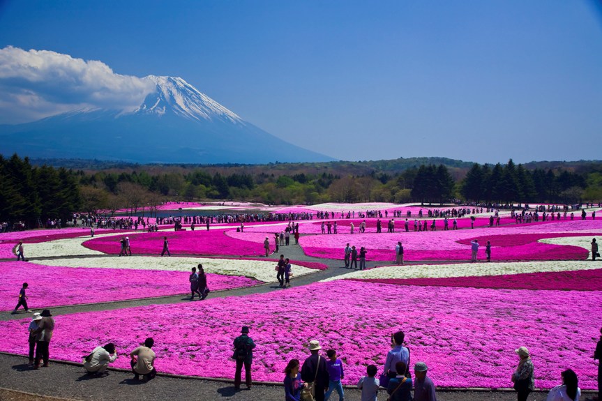 Paket Fuji Shibazakura Festival Private Tour Wisata Ke Jepang 1 Hari Dengan Sewa Mobil Jepang