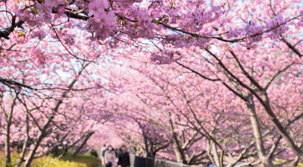Paket Tour Wisata Ke Jepang Romantic Sakura Tokyo Kawazu Kawaguchiko Kawazu Matsuri