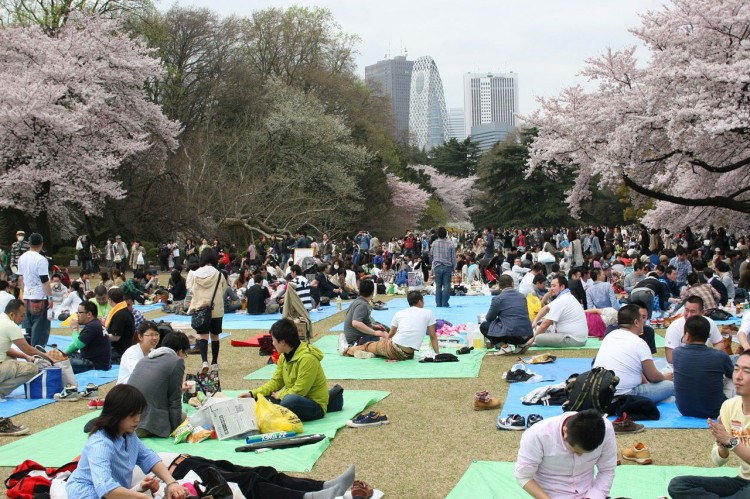 Paket Wisata Jepang Sakura Tour Open Trip Shinjuku Gyoen National Park