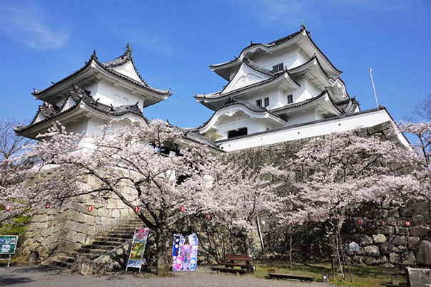 Cherry Blossom Iga Ueno Castle Paket Wisata Tour Ke Jepang Universal Studios Osaka Iga Kobe