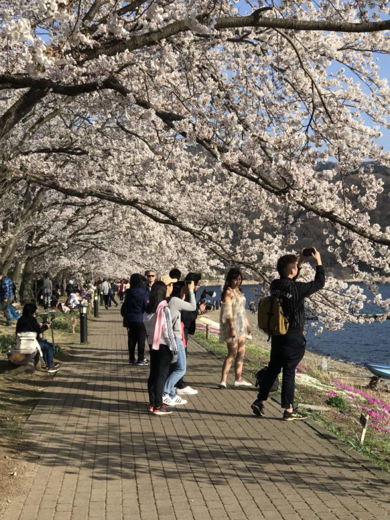 Prediksi Sakura Mekar di Jepang 2018 Informasi Jadwal dan Perkiraan Cherry Blossom 2018