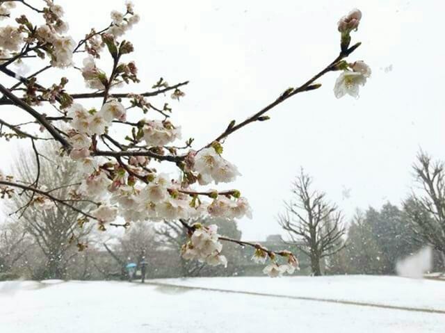 Prediksi Sakura Mekar di Jepang 2018 Informasi Jadwal dan Perkiraan Cherry Blossom 2018