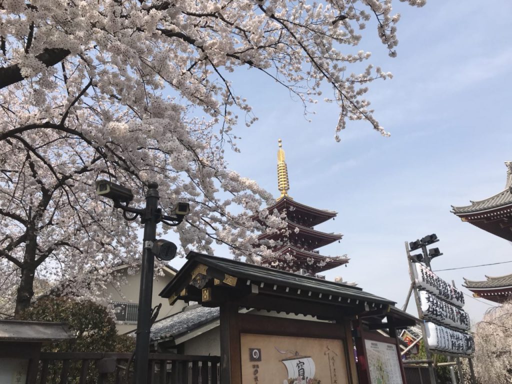 Sensoji Temple Prediksi Sakura Mekar di Jepang 2018 Informasi Jadwal dan Perkiraan Cherry Blossom 2018