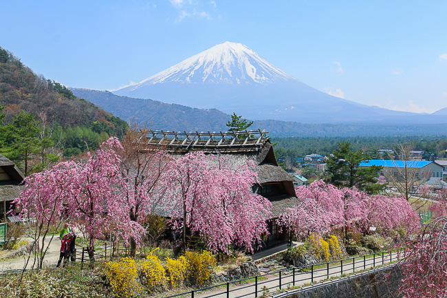 Paket Sakura Hanami Wisata Tour Ke Jepang 1 Hari Kawaguchiko Fuji Jepang Dengan Sewa Mobil Pribadi di Jepang - Iyashino Sato