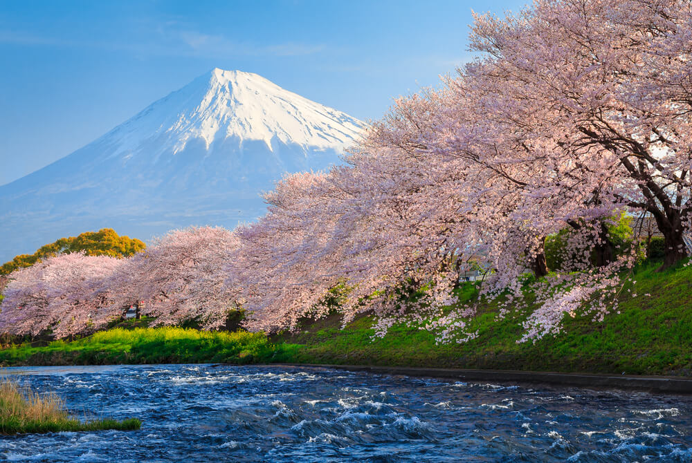 Paket Sakura Hanami Wisata Tour Ke Jepang 1 Hari Kawaguchiko Fuji Jepang Dengan Sewa Mobil Pribadi di Jepang - Sakura Kawaguchiko