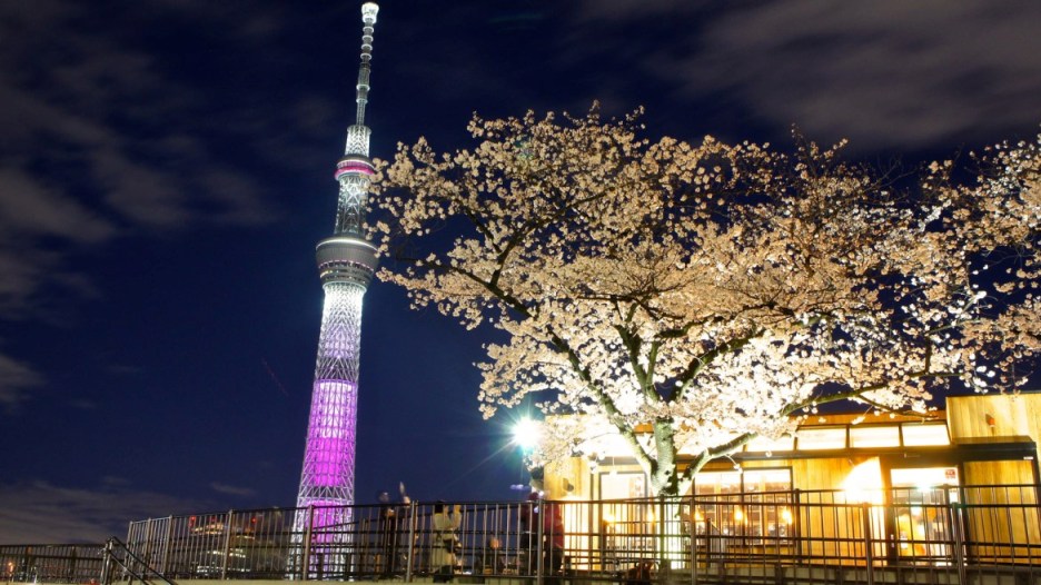 Paket Tour Ke Jepang 2018 Sakura Open Trip Tour Wisata Ke Jepang Tokyo Fuji Jepang 6 - 10 April 2018