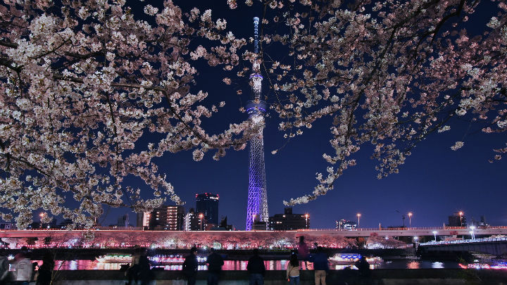 Private Tour Sakura Wisata Ke Tokyo Jepang Dengan Mobil Pribadi 1 Hari Dan Informasi Prediksi Jadwal Sakura Mekar Maret April 2018
