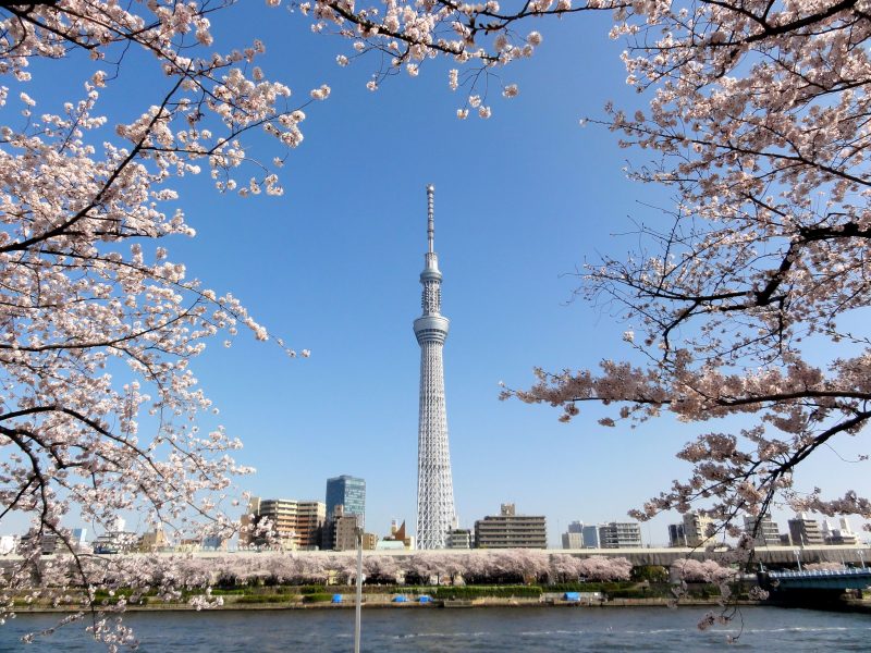 Private Tour Sakura Wisata Ke Tokyo Jepang Dengan Mobil Pribadi 1 Hari Dan Informasi Prediksi Jadwal Sakura Mekar Maret April 2018 - Tokyo Skytree Sumida River