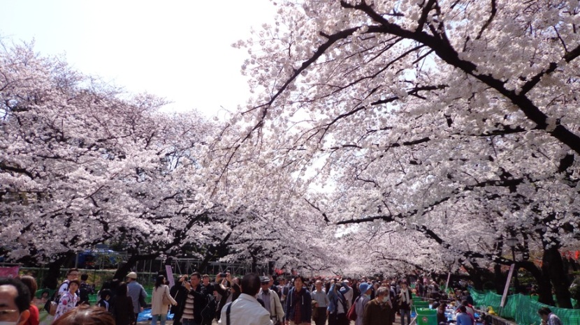 Private Tour Sakura Wisata Ke Tokyo Jepang Dengan Mobil Pribadi 1 Hari Dan Informasi Prediksi Jadwal Sakura Mekar Maret April 2018 - Ueno Park 3