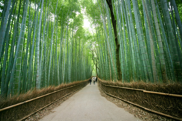 Rekomendasi 12 Tempat Wisata Di Kyoto Jepang Yang Menjadi Pilihat Tepat Anda Untuk Tour Wisata Ke Jepang Arashiyama Bambu