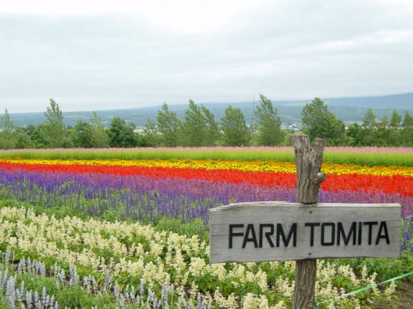 Farm Tomita _ 5 Tempat Terbaik Wisata Bunga Di Hokkaido Jepang