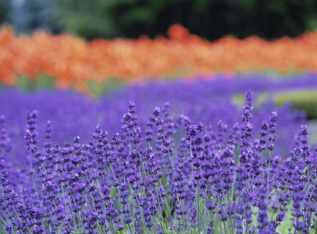 Fram Tomita Lavender Park 5 Tempat Terbaik Wisata Bunga Di Hokkaido Jepang
