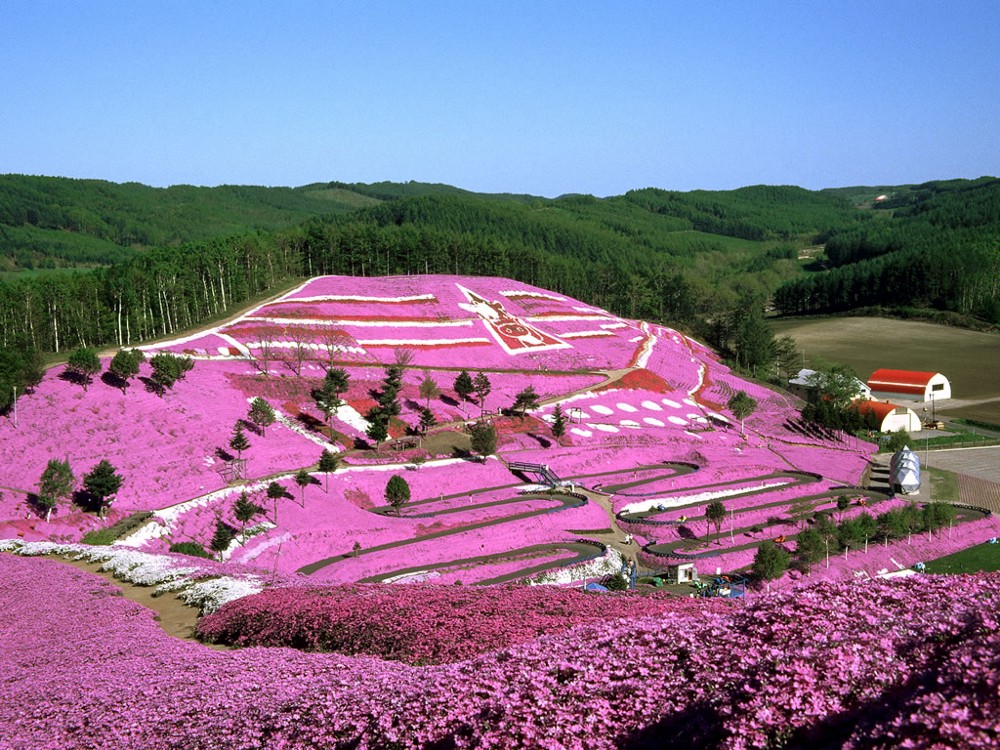 Higashi Makoto Shibazakura 5 Tempat Terbaik Wisata Bunga Di Hokkaido Jepang