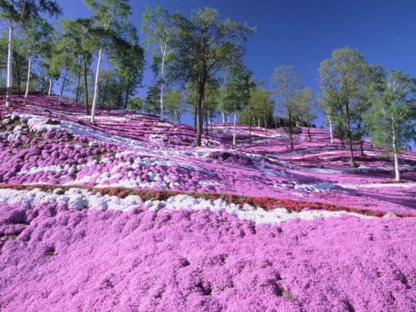 Higashi Makoto Shibazakura Park 5 Tempat Terbaik Wisata Bunga Di Hokkaido Jepang