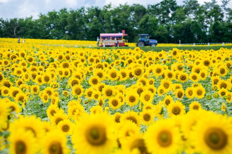 Hokuryu Sunflower 5 Tempat Terbaik Wisata Bunga Di Hokkaido Jepang