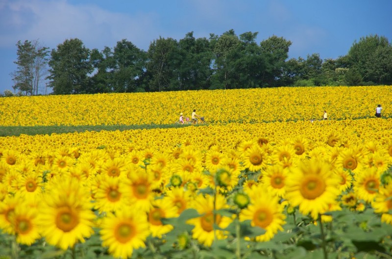 Hokuryu Sunflower Field 5 Tempat Terbaik Wisata Bunga Di Hokkaido Jepang