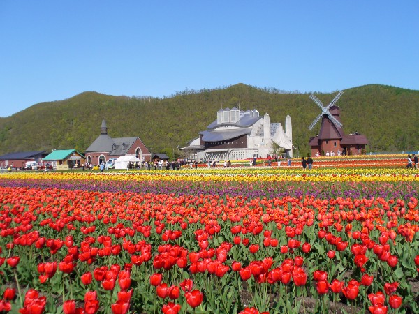 Kamiyubetsu Tulip Park 5 Tempat Terbaik Wisata Bunga Di Hokkaido Jepang