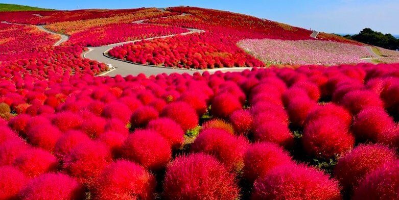 Paket Tour Ke Jepang 1 Hari Hitachi Seaside Park Dari Tokyo Jepang Kochi Flower