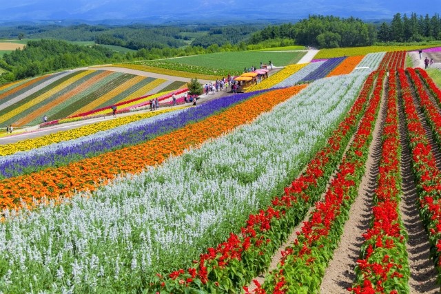 Shikisai Hill 5 Tempat Terbaik Wisata Bunga Di Hokkaido Jepang