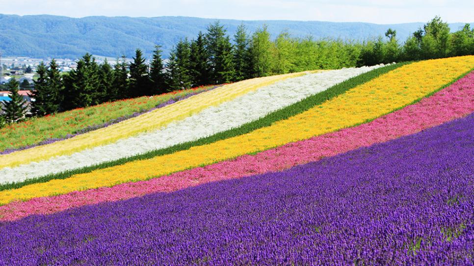 Flower Land Kamifurano 11 Tempat Wisata Bunga Terbaik Di Jepang Untuk Tour Jepang Summer