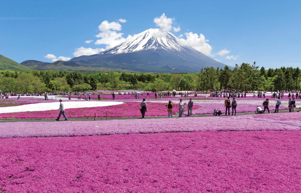 Fuji Shibazakura 11 Tempat Wisata Bunga Terbaik Di Jepang Untuk Tour Jepang Summer