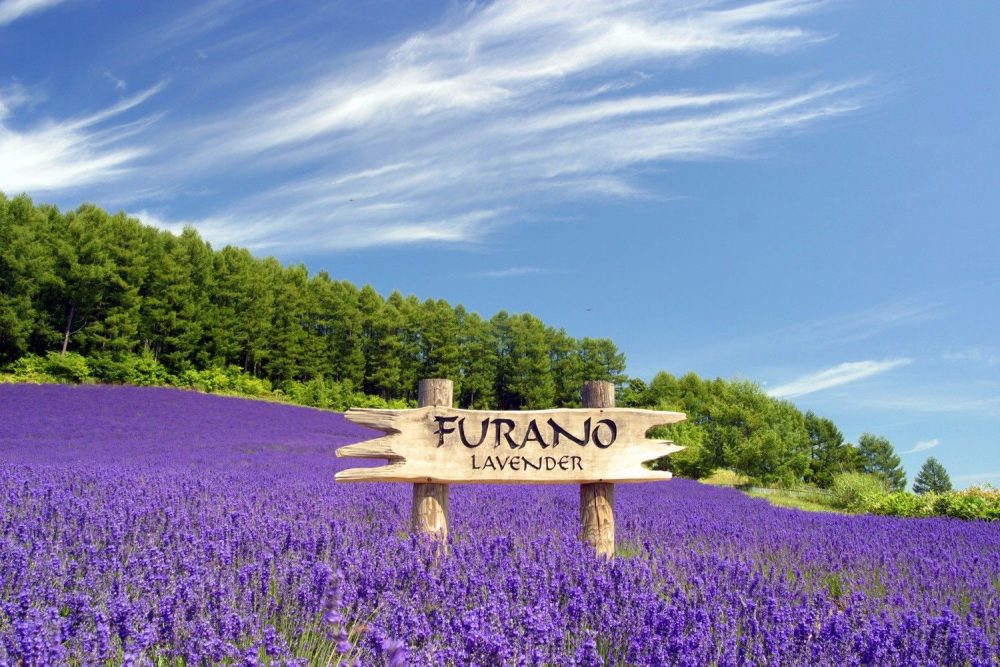 Furano 11 Tempat Wisata Bunga Terbaik Di Jepang Untuk Tour Jepang Summer