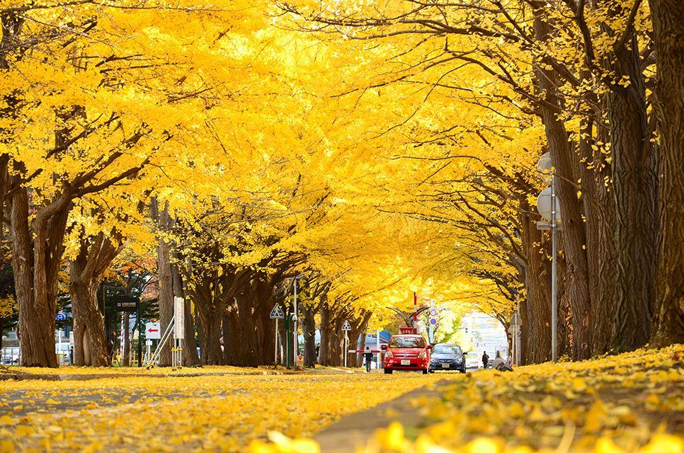 Ginko Avenue Tokyo Rekomendasi 8 Tempat Wisata Paling Romantis Di Jepang Saat Musim Gugur Autumn