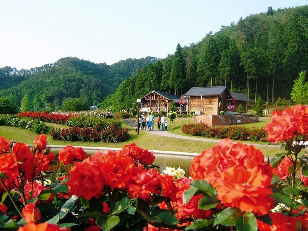 Higashizawa Bara Koen 11 Tempat Wisata Bunga Terbaik Di Jepang Untuk Tour Jepang Summer