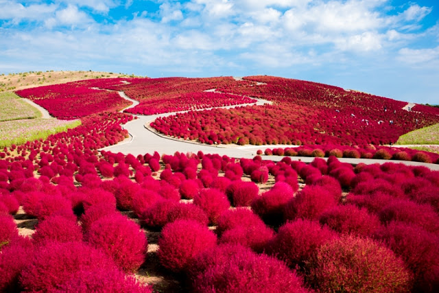 Hitachi Seaside Park Japan 11 Tempat Wisata Bunga Terbaik Di Jepang Untuk Tour Jepang Summer