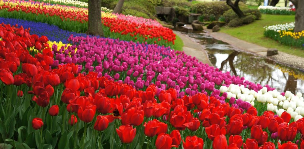 Showa Memorial Park 11 Tempat Wisata Bunga Terbaik Di Jepang Untuk Tour Jepang Summer