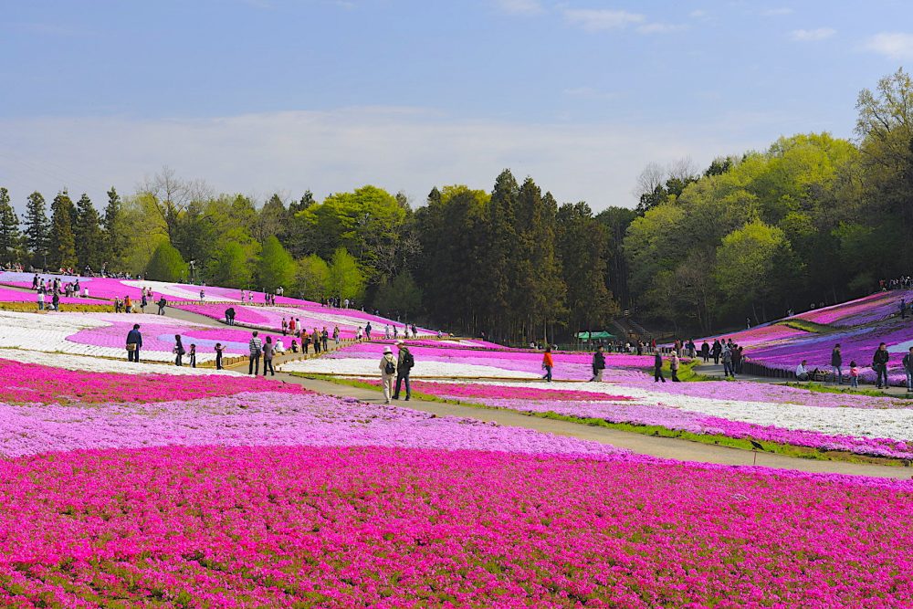 Taman Hitsujiyama 11 Tempat Wisata Bunga Terbaik Di Jepang Untuk Tour Jepang Summer