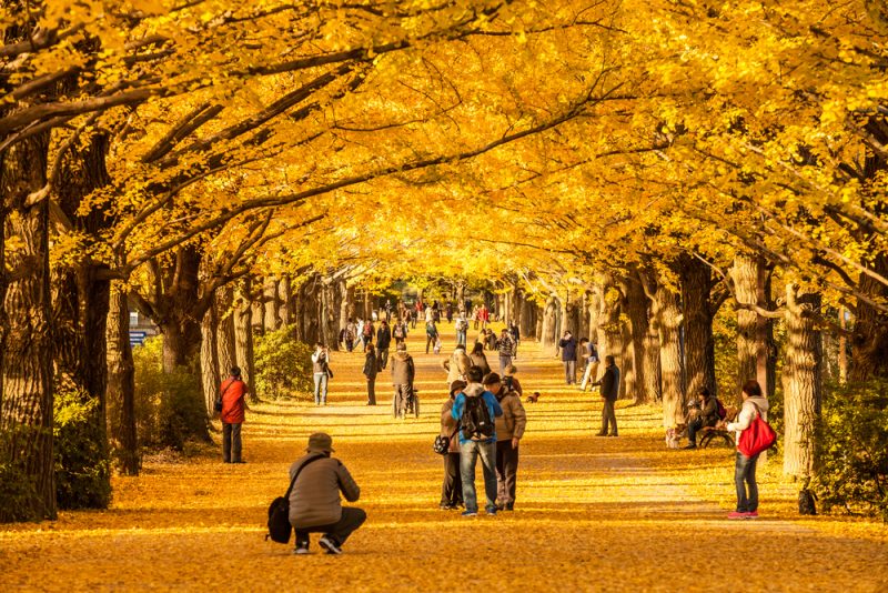Ueno Park Rekomendasi 8 Tempat Wisata Paling Romantis Di Jepang Saat Musim Gugur Autumn