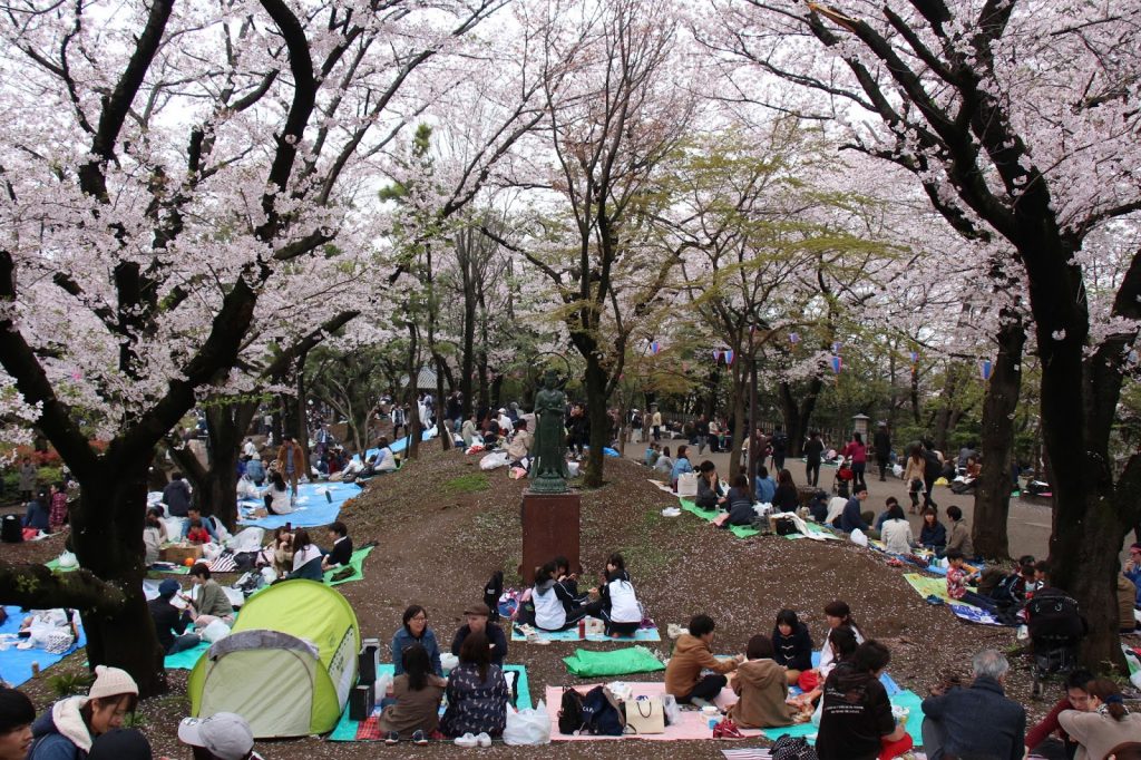 13 Tempat Terbaik Untuk Melihat Bunga Sakura Di Jepang Asukayama Park