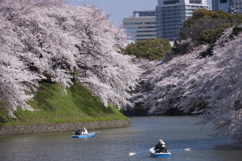13 Tempat Terbaik Untuk Melihat Bunga Sakura Di Jepang Chidorigafuchi