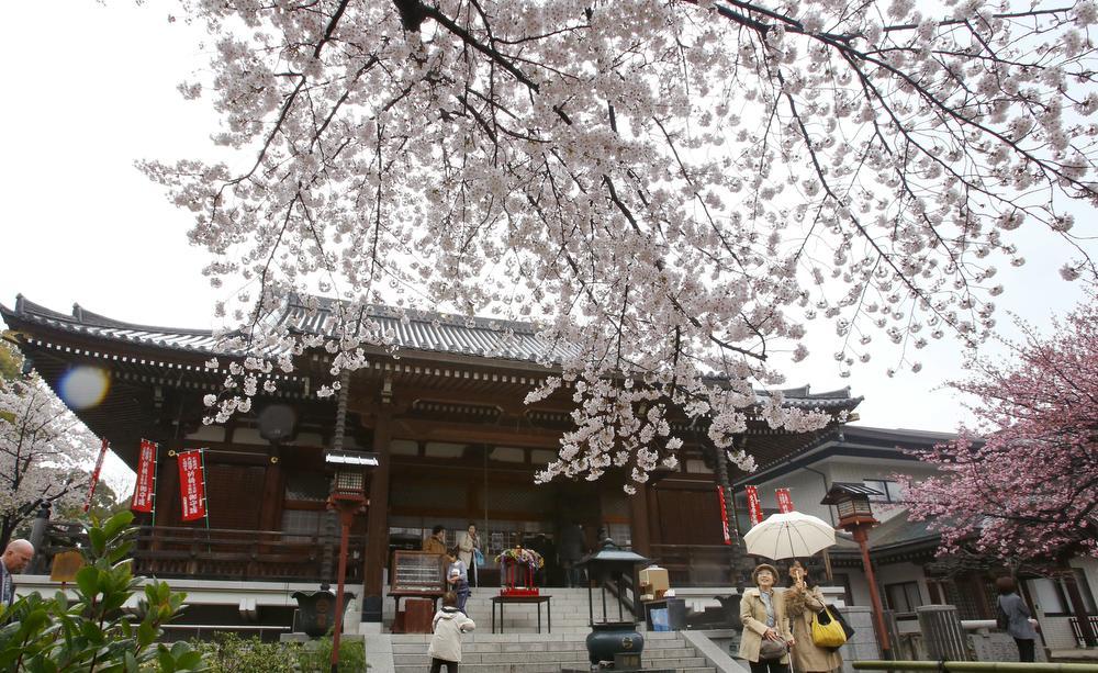 13 Tempat Terbaik Untuk Melihat Bunga Sakura Di Jepang Kanneji Temple