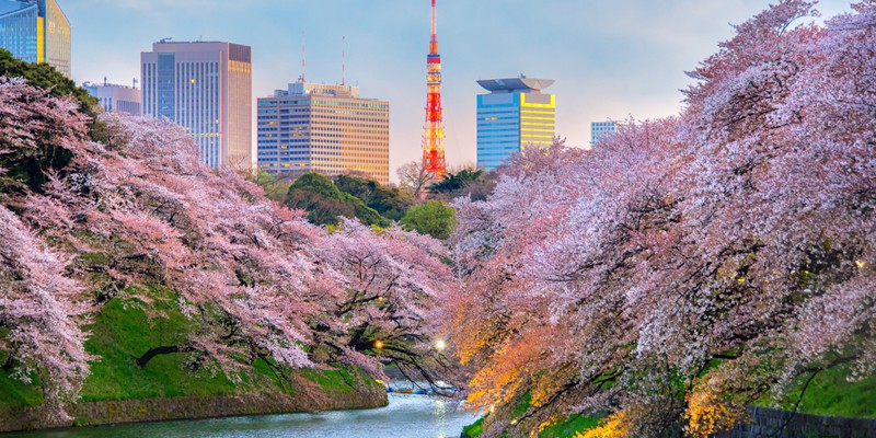 13 Tempat Terbaik Untuk Melihat Bunga Sakura Di Jepang Taman Shiba