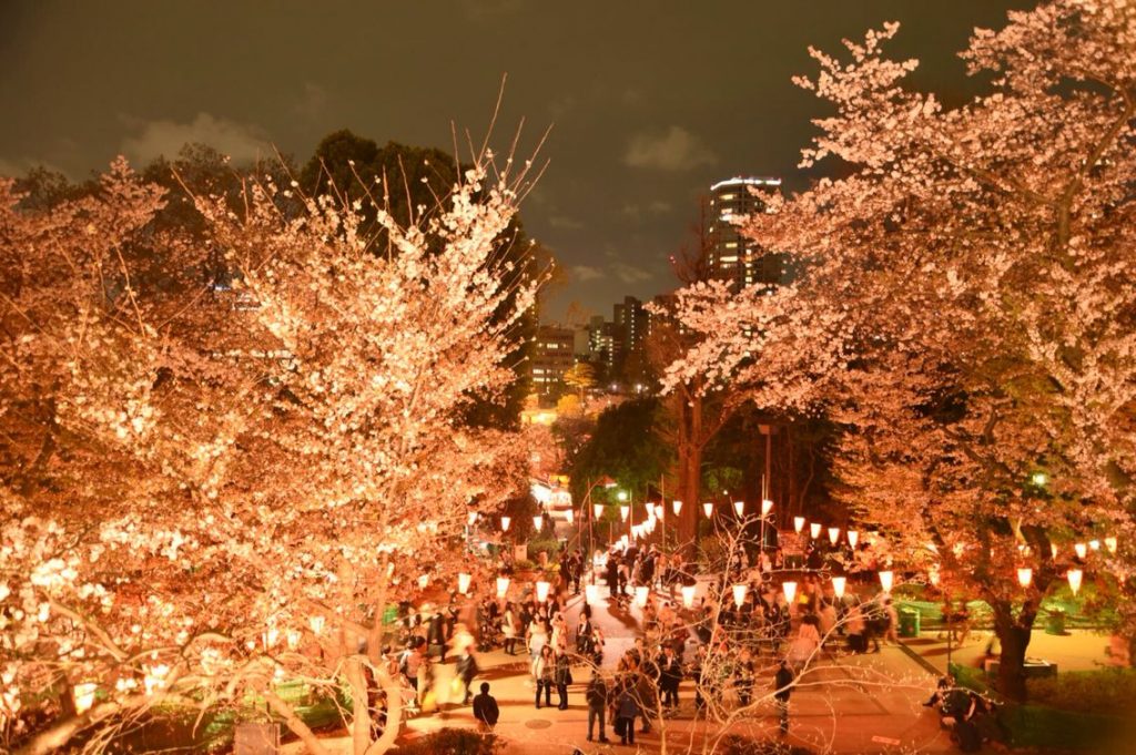 13 Tempat Terbaik Untuk Melihat Bunga Sakura Di Jepang evening at ueno park