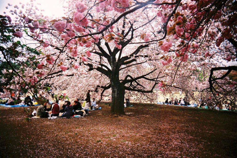 13 Tempat Terbaik Untuk Melihat Bunga Sakura Di JepangShinjuku Gyoen
