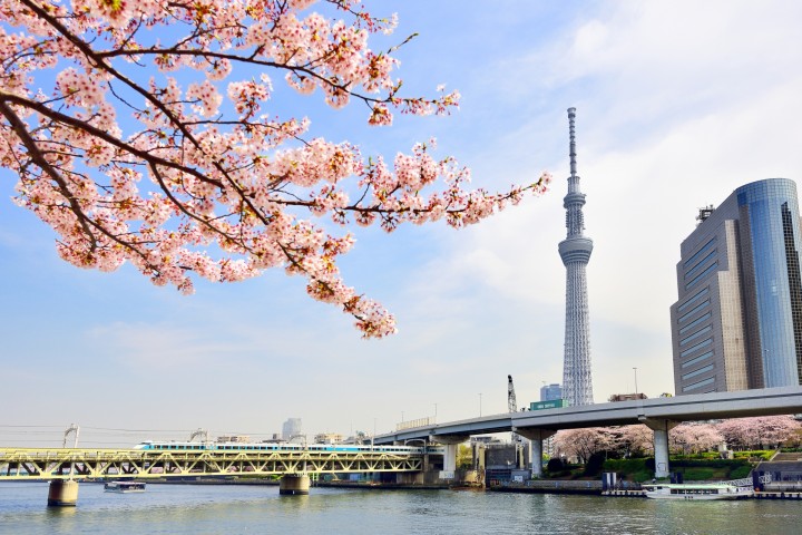 Sumida River Cherry Blossom 13 Tempat Terbaik Untuk Melihat Bunga Sakura Di Jepang