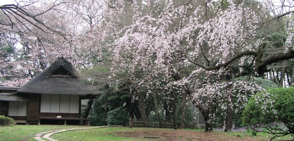 Tokyo National Museum 13 Tempat Terbaik Untuk Melihat Bunga Sakura Di Jepang