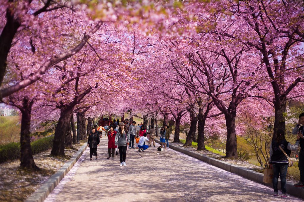 Ueno park 13 Tempat Terbaik Untuk Melihat Bunga Sakura Di Jepang