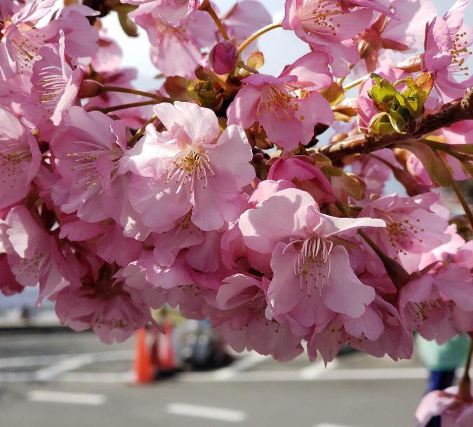 Prediksi Informasi dan Jadwal Sakura Mekar 2019 Di Jepang
