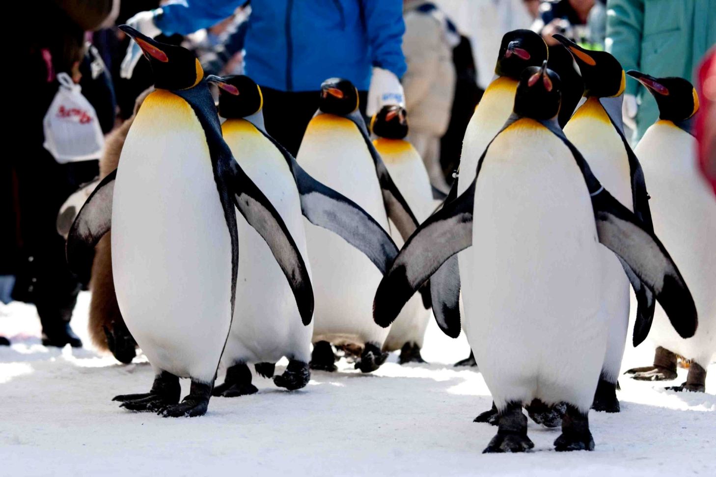 Penguin Parade Asahiyama Zoo