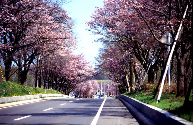 Naka Noboribetsu Cherry Blossom Road