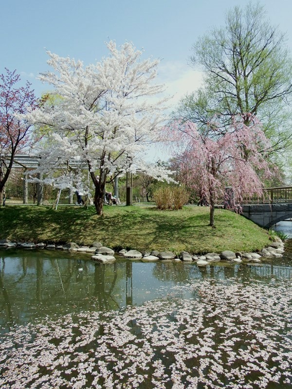 Nakajima Park Cherry Blossom