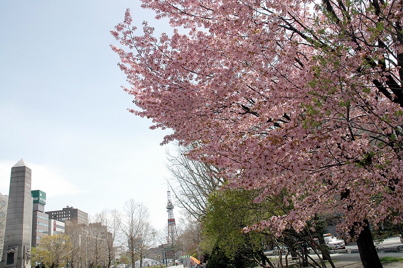 Odori Park Cherry Blossom