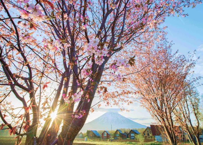 Sakura Mekar di Niseko Hirafu