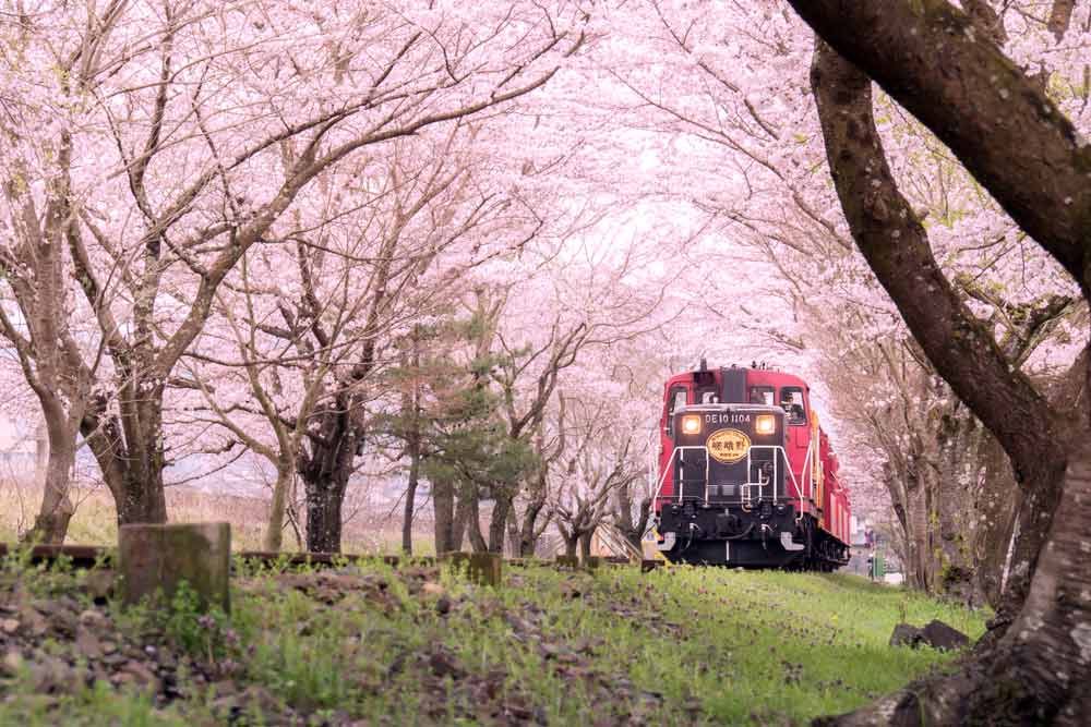 Sagano Romantic Train Sakura